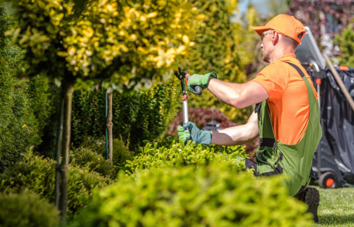 tree and shrub care in portland maine