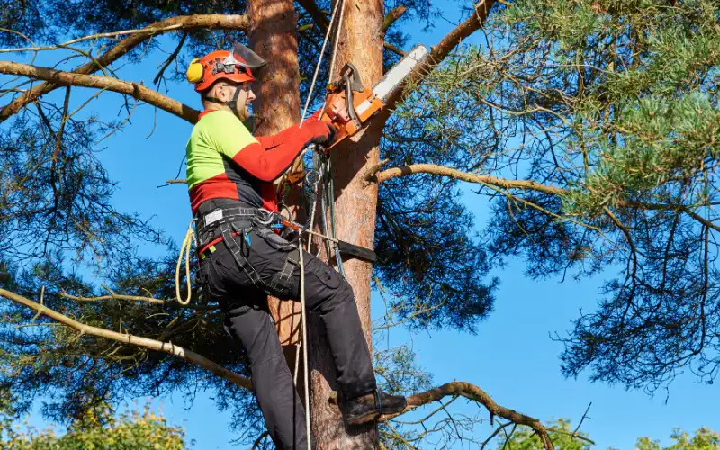 certfied arborist winter haven fl