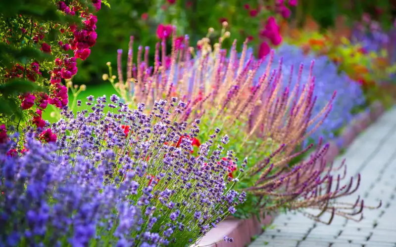 best low maintenance plants for landscaping