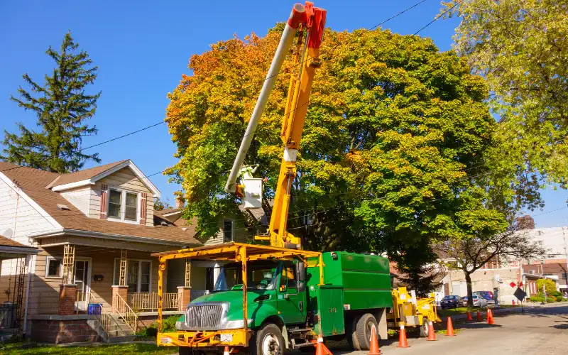 portland tree removal permit