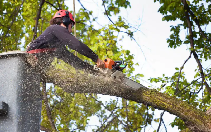 tree removal portland maine