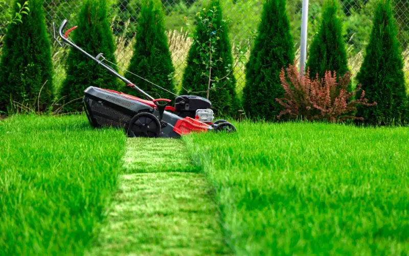 expert lawn care