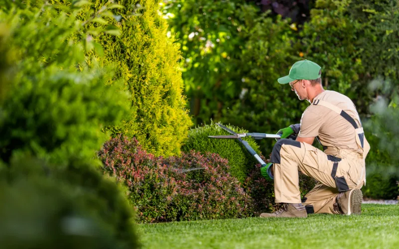 shrub care portland